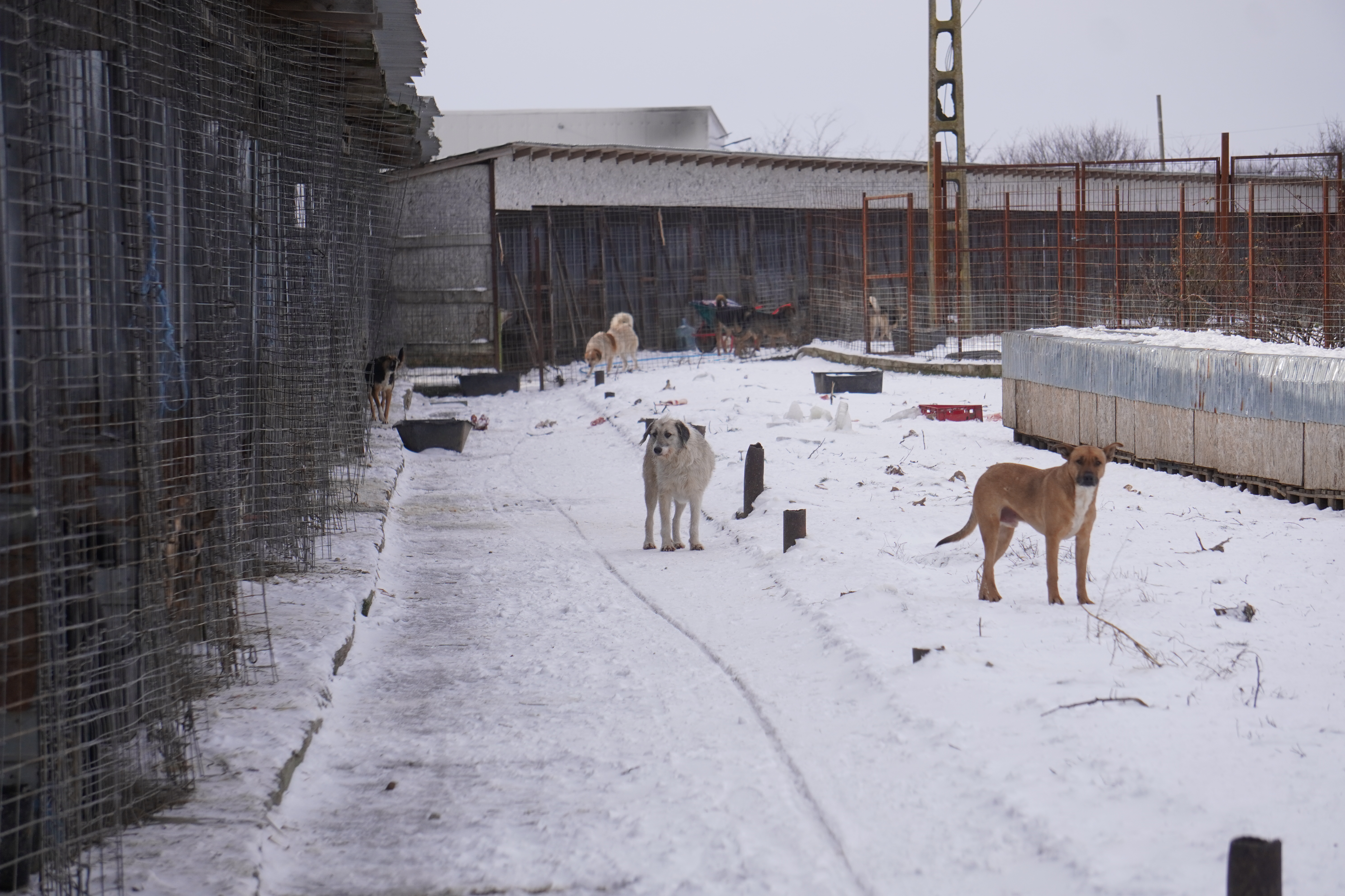 More straws in freezing temperatures